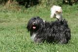 TERRIER DU TIBET 243